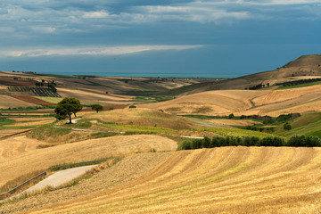 Fototapeta na wymiar Rural landscape near Serracapriola, Apulia, Italy