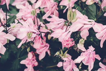 Fototapeta na wymiar Beautiful Blooming pink aquilegia flowers. Beautiful nature scene. Moody bold colors
