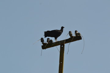 Vulture