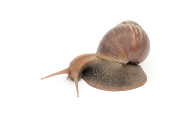 Closeup snail isolated on white background