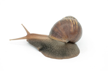 Closeup snail isolated on white background