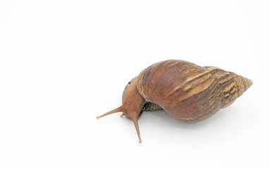 Closeup snail isolated on white background