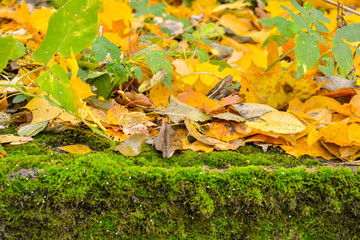 Yellow autumn leaves cover green moss