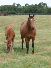 Mare and Foal