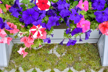 Petunia colorful flowers in white wooden crate on eco pavement in summer garden