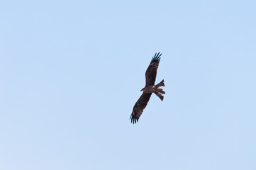 Wanderfalke am Himmel 