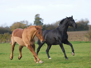 Two Retired Horses