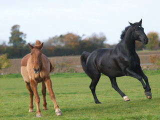 Two Retired Horses
