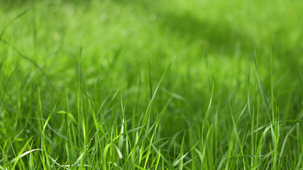 Green grass on sunset light
