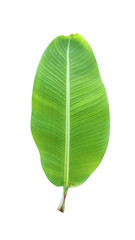Obraz premium Isolated Green Banana Leaf On White Background