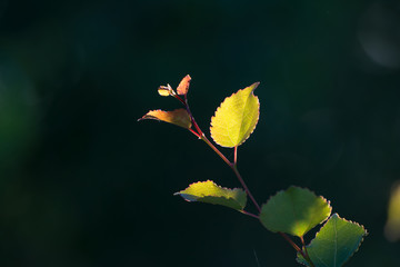 Birch leaf against a dark green background