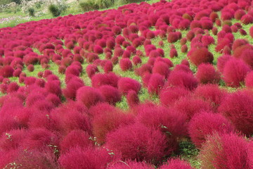 秋の日のコキアの丘