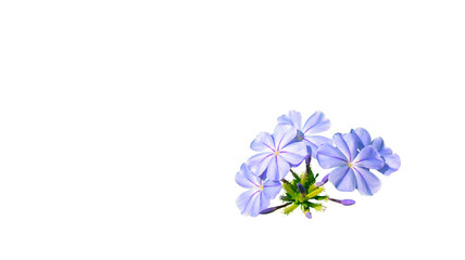 Isolated Violet Lobelia Flowers On White Background