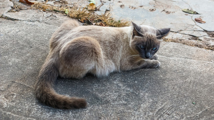 Fototapeta premium Cat Laying On The Floor