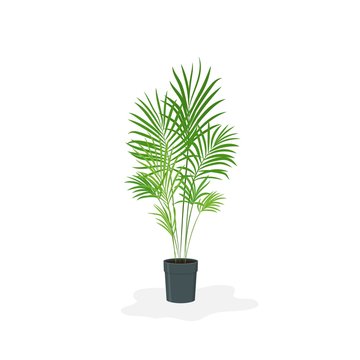 Vector cartoon flat illustration of home plant Areca in modern dark pot isolated on white background. Areca palm tropical house plant for interior design, print, card, decoration, clip art.