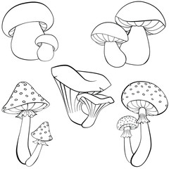 Hand drawing vector illustration in black outline on a white background. Set of different  mushrooms. Fresh forest plants collection. Amanita, Fly agaric, chanterelles, boletus. Coloring page.