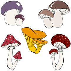 Hand drawing vector illustration. Set of different  mushrooms. Fresh forest plants collection. Amanita, Fly agaric, chanterelles, boletus