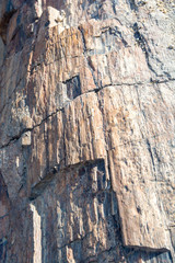 Bois p&eacute;trifi&eacute; de Namibie