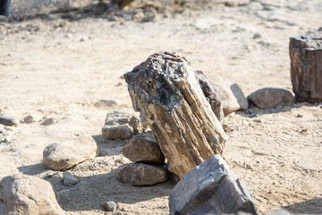 Bois pétrifié du Damaraland, Namibie, Afrique