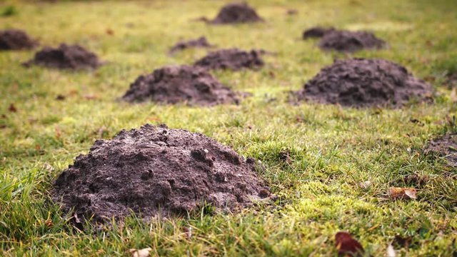 Many mole holes in the garden field. Destroyed field. Mole spoiled the lawn in the garden