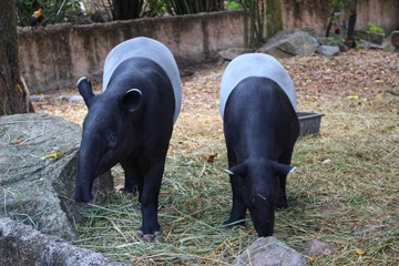 Tapirus indicus