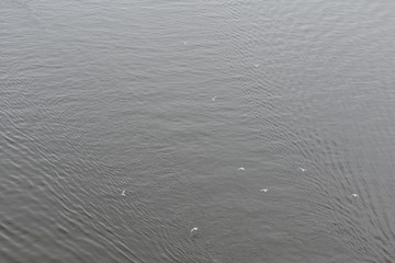 gulls fly over the water