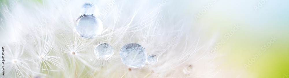 Sticker Dandelion seed with dew drops. Beautiful soft spring background. Copy space. Soft focus abstract background.