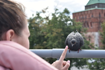pigeon in the city center