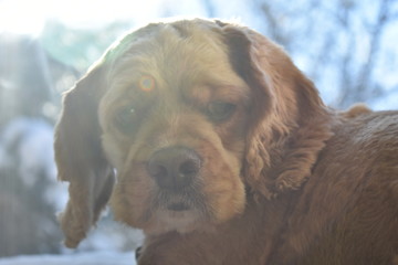portrait of dog in front of blue background