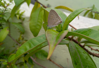 butterfly on a leaf