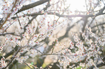 梅の花と梅林