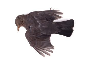 Dead blackbird isolated