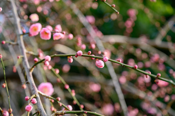 枝垂れ梅のつぼみ