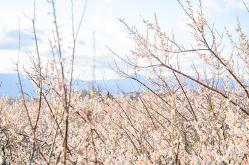 梅の花と梅林と青空