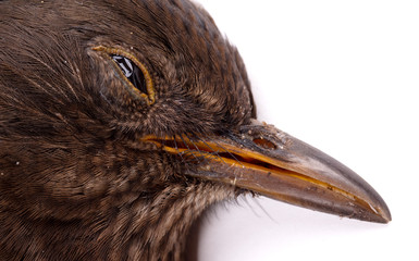 Dead blackbird isolated