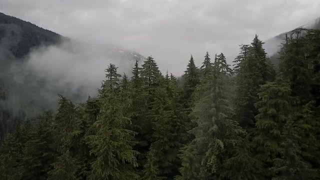 Aerial drone flying towards the tops of evergreen pine trees, slowly revealing snowcapped, fog, and cloud covered mountains in the background
