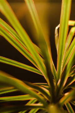 planta