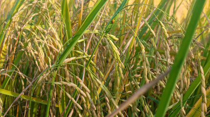 green grass in the field