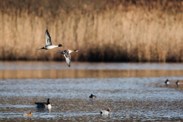 Pair of Northern Pintail in flight. Their Latin name are Anas acuta.