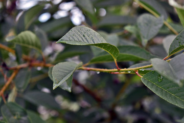 green leaves of a tree