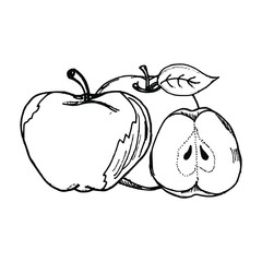 Apple hand drawn illustration vector