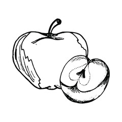 Apple hand drawn illustration vector