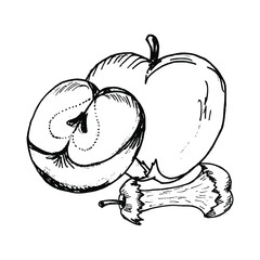 Apple hand drawn illustration vector