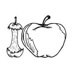 Apple hand drawn illustration vector