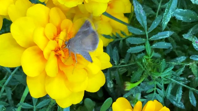 Beautiful moth on a flower.
