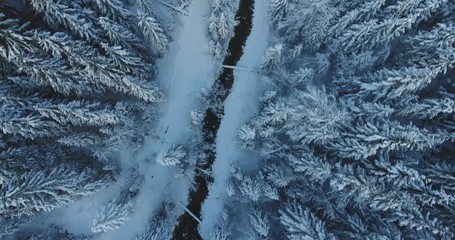 Winter snowy forest landscape. Small mountain stream surrounded by tall evergreen trees covered in snow. Tree trunks leaned as bridges. Aerial high angle cinematic shot