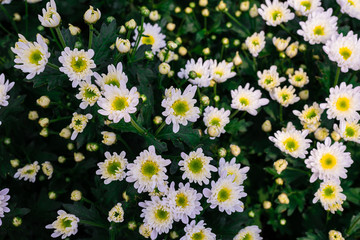 Beautiful colorful chrysanthemum (background design)