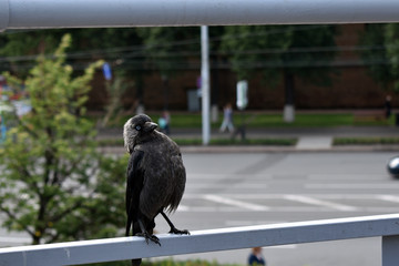 the bird is a jackdaw in the urban environment