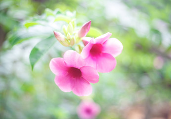 Fototapeta na wymiar beautiful pink flower in garden