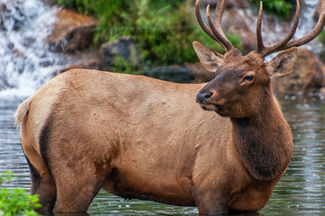 Wapiti